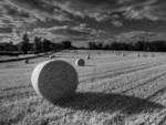 The familiar bales of straw off Lovedon Lane.